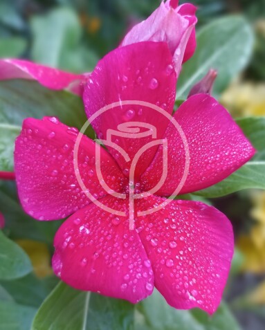 Rosa