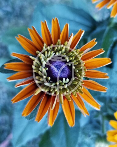 Rudbekie