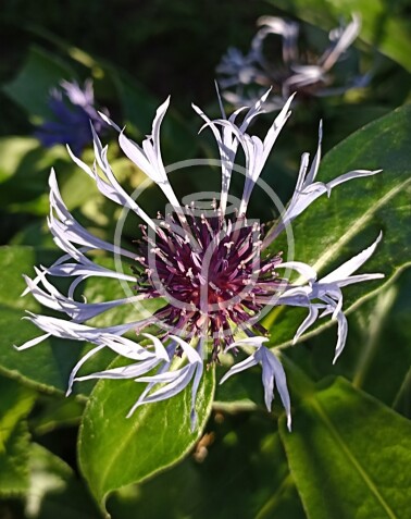 Chrpa